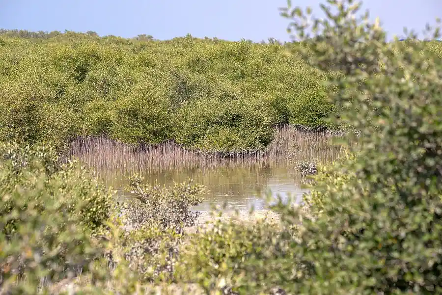 Grey mangroves at Umm Al Quwain Mangrove Park